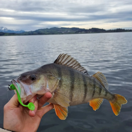 4-stündiges Ufer-Barschangel-Guiding am Zugersee